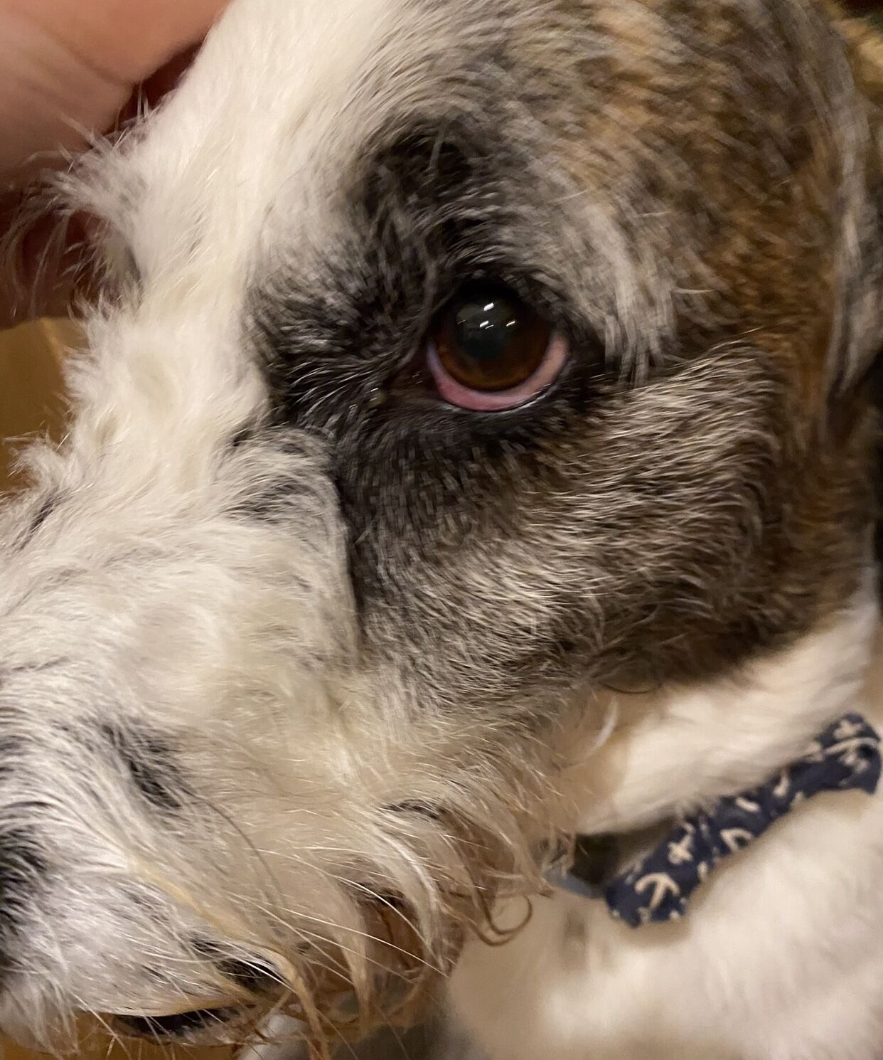 Burglar steals necklace with grandma's ashes, shaves dog's eyebrow
